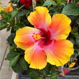 Meet your Posher, Lamica